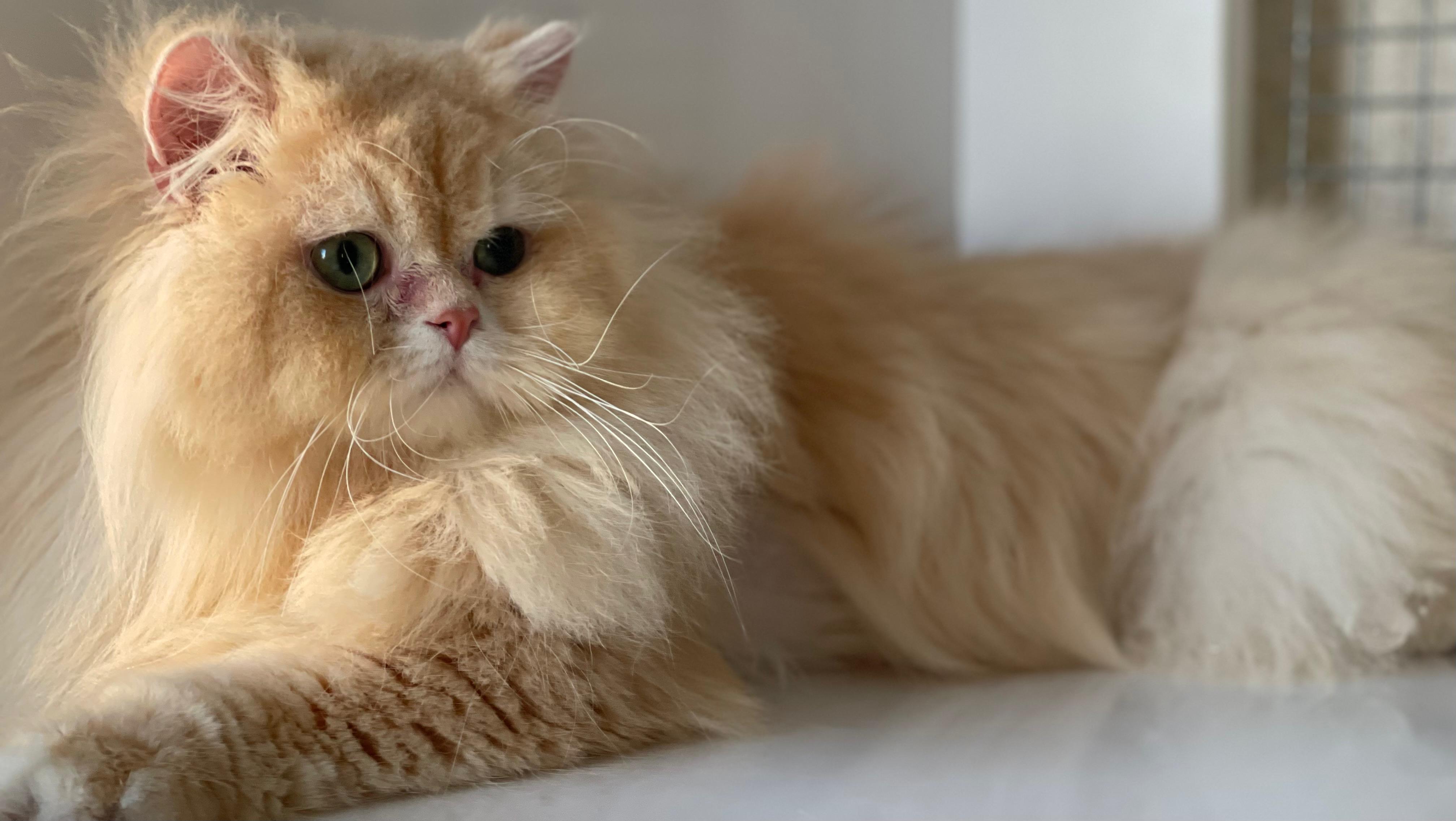 British Longhair cat sitting on desert sand with blue sky background
